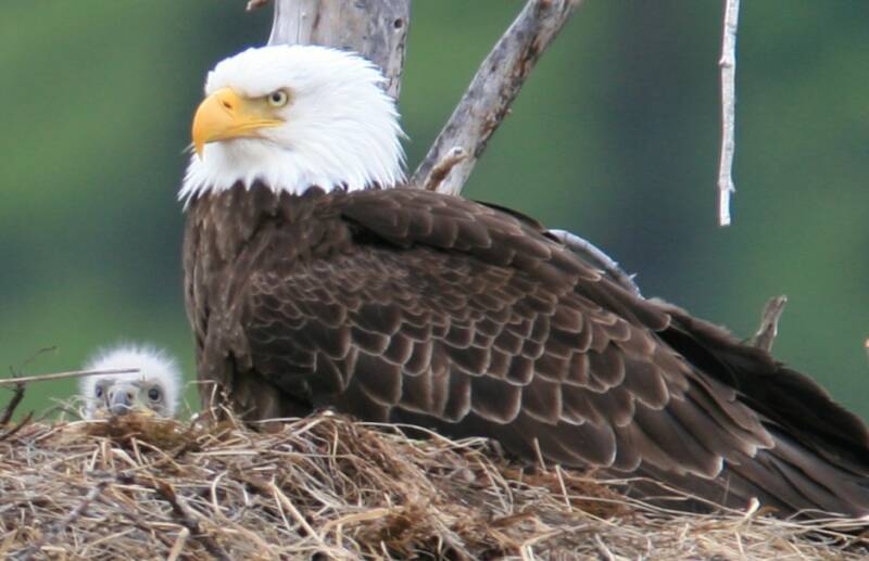 baby_eagle_cropped2.jpg